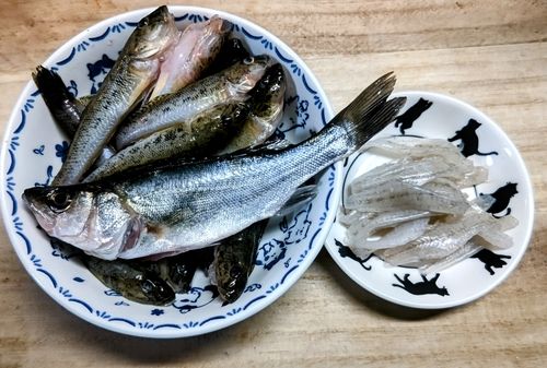 ハゼの釣果