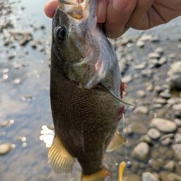 スモールマウスバス