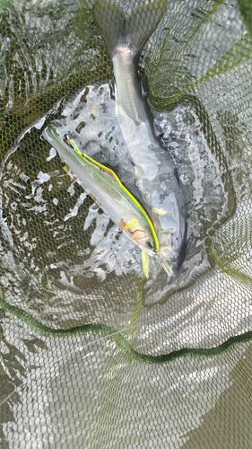 アユの釣果