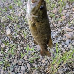 スモールマウスバス