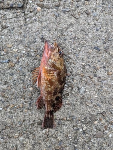 カサゴの釣果