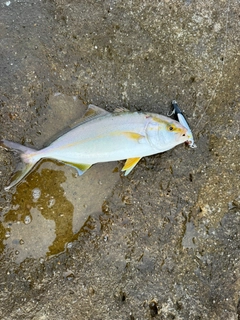 ショゴの釣果
