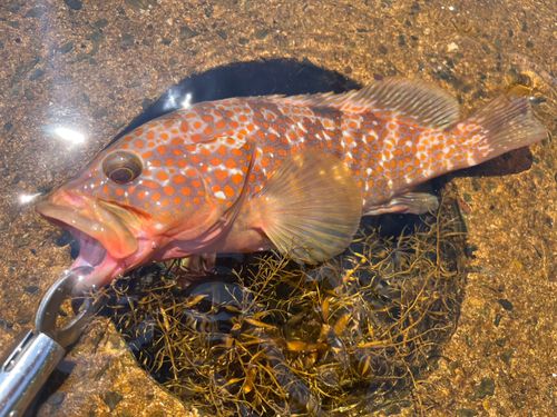 キジハタの釣果