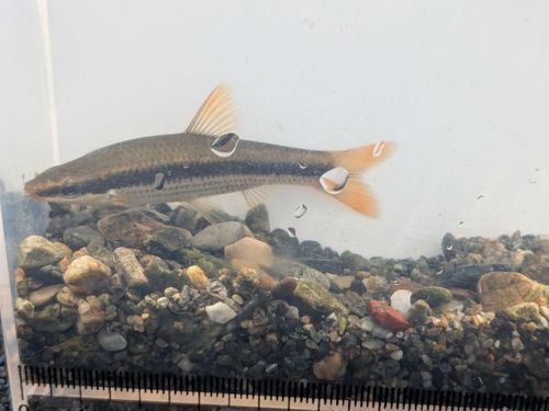 ムギツクの釣果