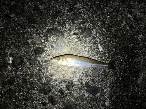 シロギスの釣果