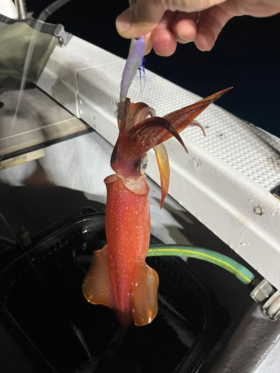 kzm1981さんの釣果 2枚目の画像