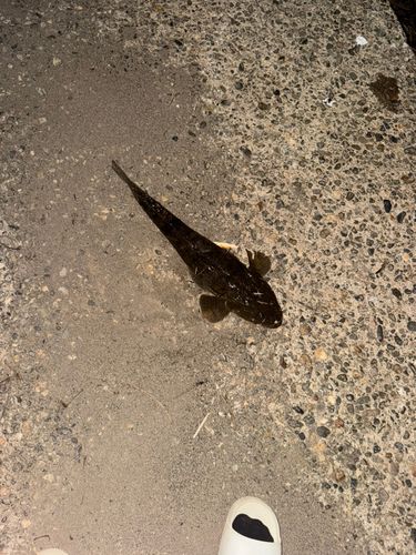 マゴチの釣果