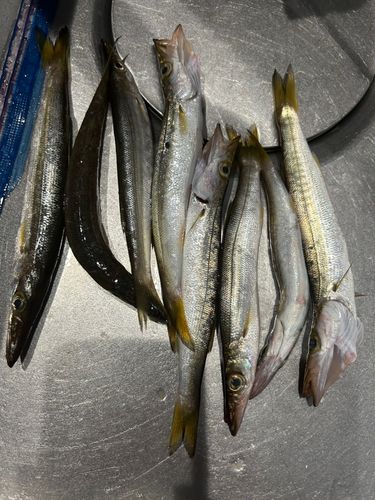 アカカマスの釣果