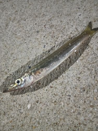 カマスの釣果