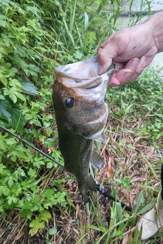 ブラックバスの釣果