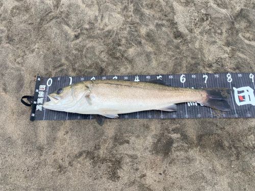 スズキの釣果