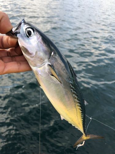 ヒラソウダの釣果
