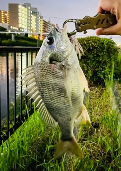 キビレの釣果