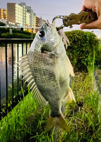 キビレの釣果