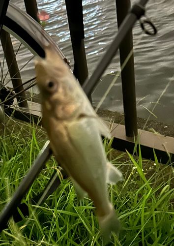 マルスズキの釣果