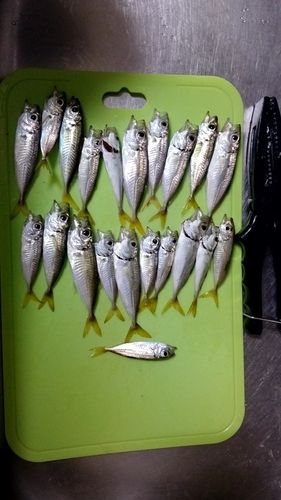 アジの釣果
