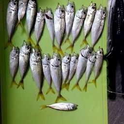アジ