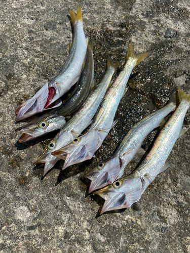 カマスの釣果