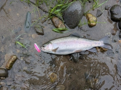 ニジマスの釣果