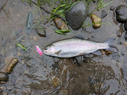 ニジマスの釣果