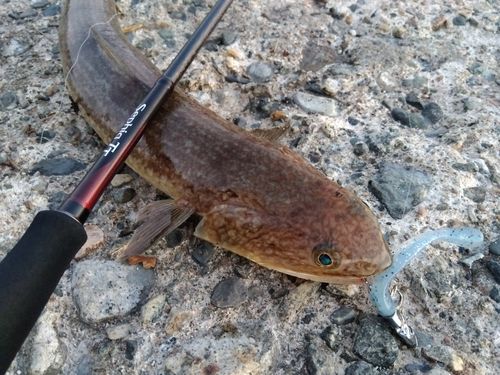 エソの釣果