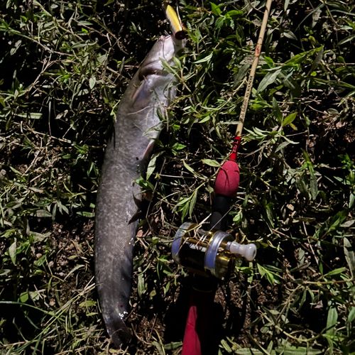 ナマズの釣果