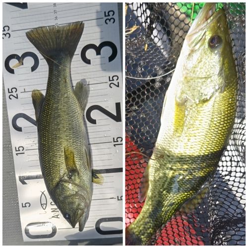 ブラックバスの釣果