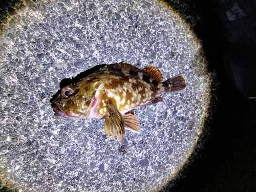 カサゴの釣果