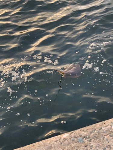 エイの釣果