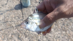 ヒイラギの釣果