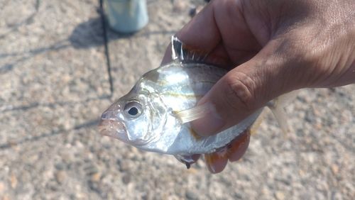 ヒイラギの釣果