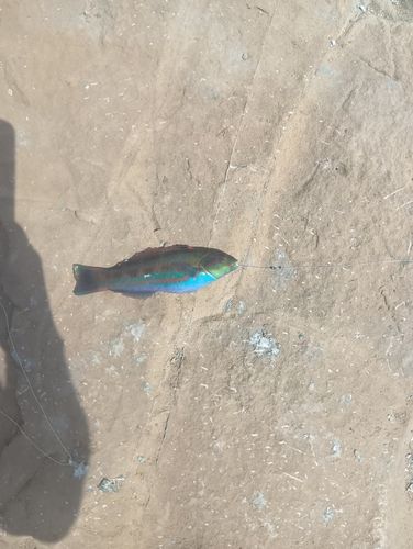 ニシキベラの釣果
