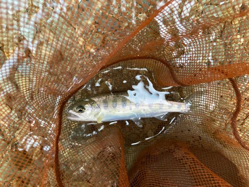 ヤマメの釣果