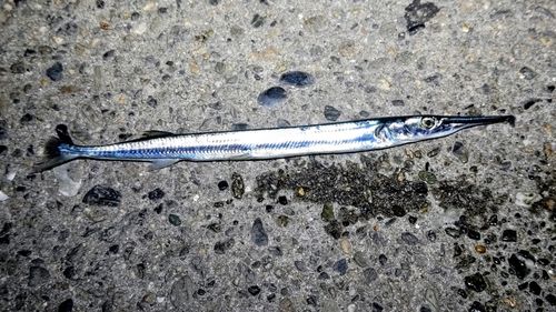 ダツの釣果