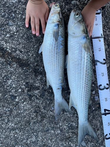 ボラの釣果