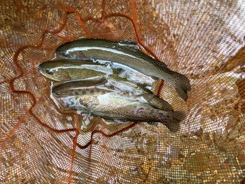 ヤマメの釣果