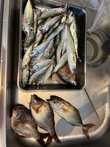 ウミタナゴの釣果
