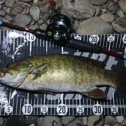 スモールマウスバス