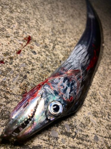 タチウオの釣果