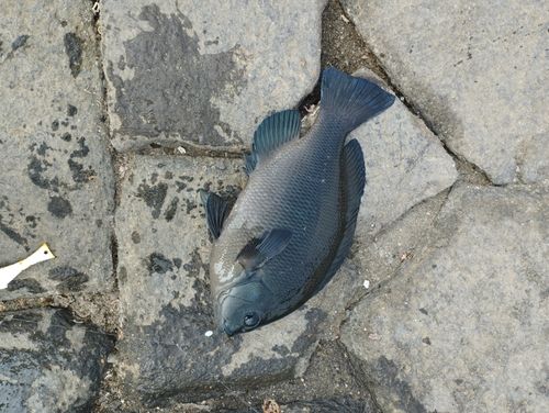 メジナの釣果