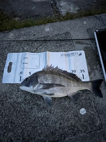 クロダイの釣果