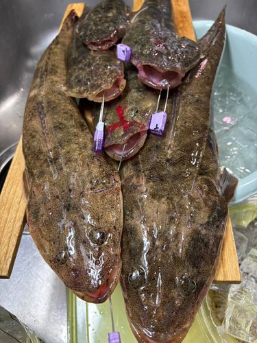 マゴチの釣果