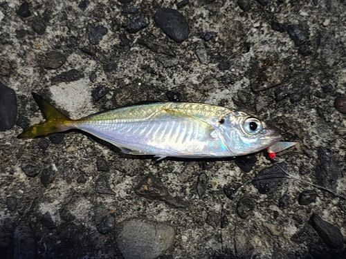 マアジの釣果