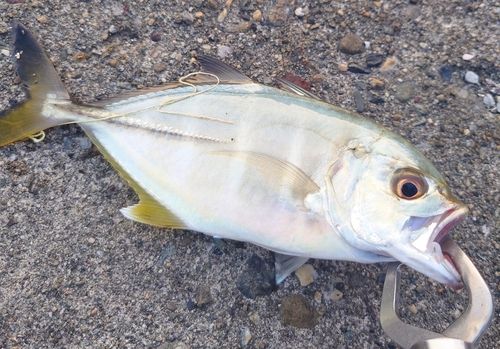 メッキの釣果