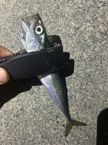 サバの釣果