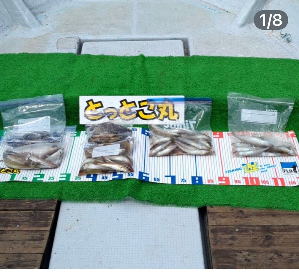 赤神のサンクスさんの釣果 1枚目の画像