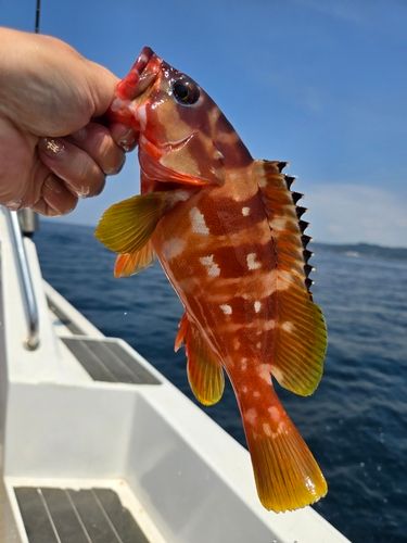 アカハタの釣果