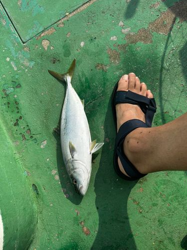 ワカシの釣果