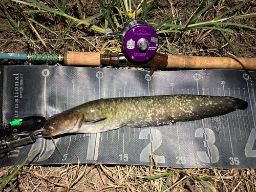 ナマズの釣果