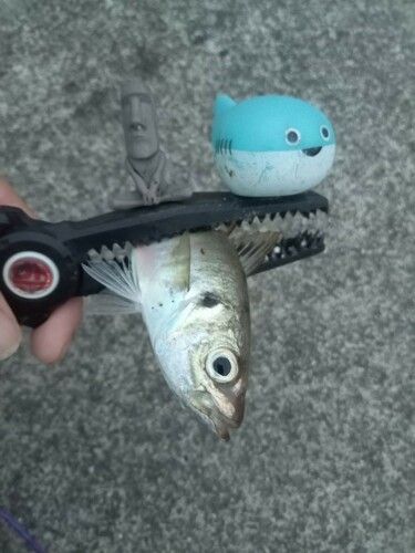 マアジの釣果
